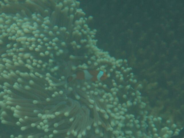 Clown Fish in Anemone